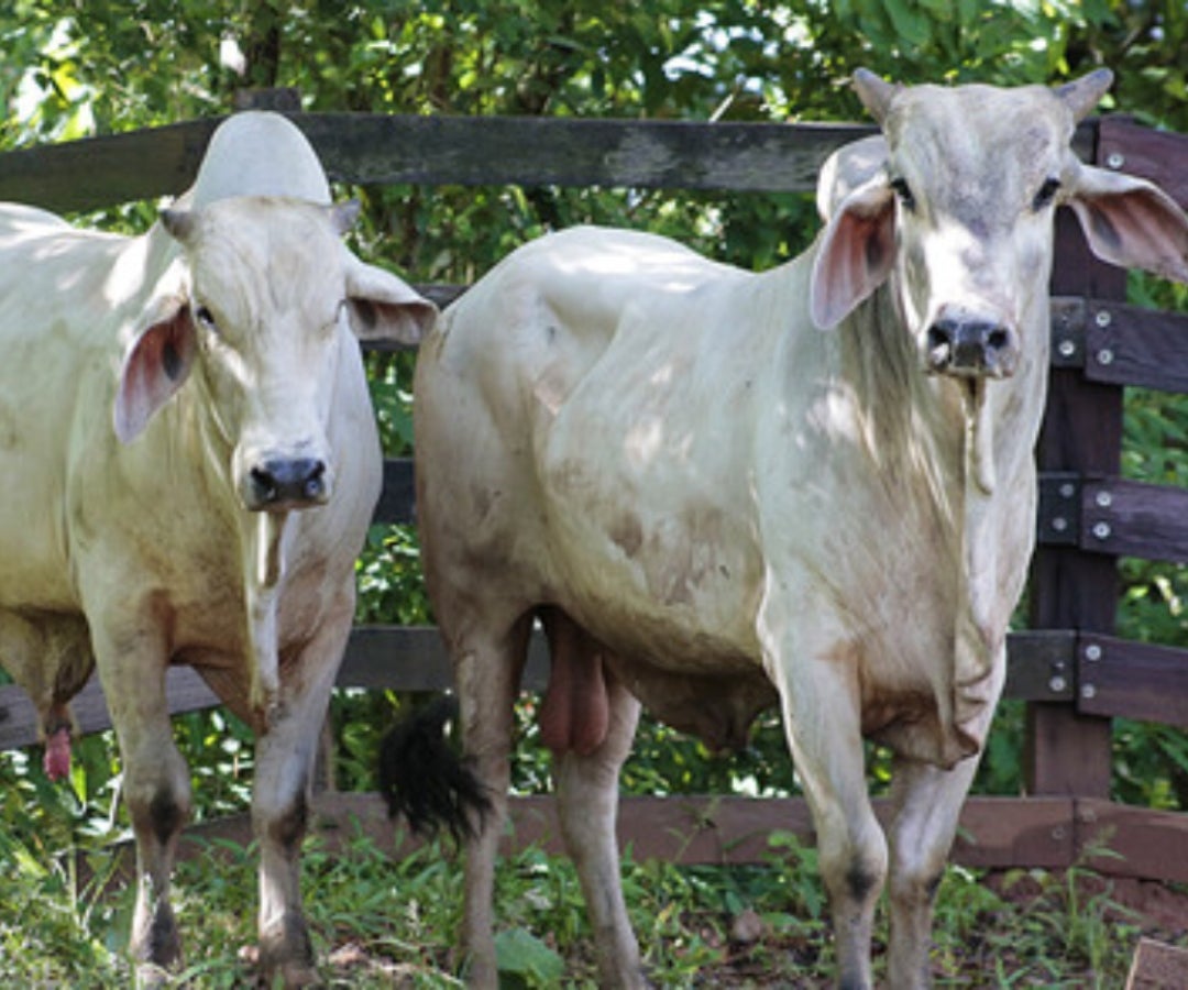 Ganado Bovino