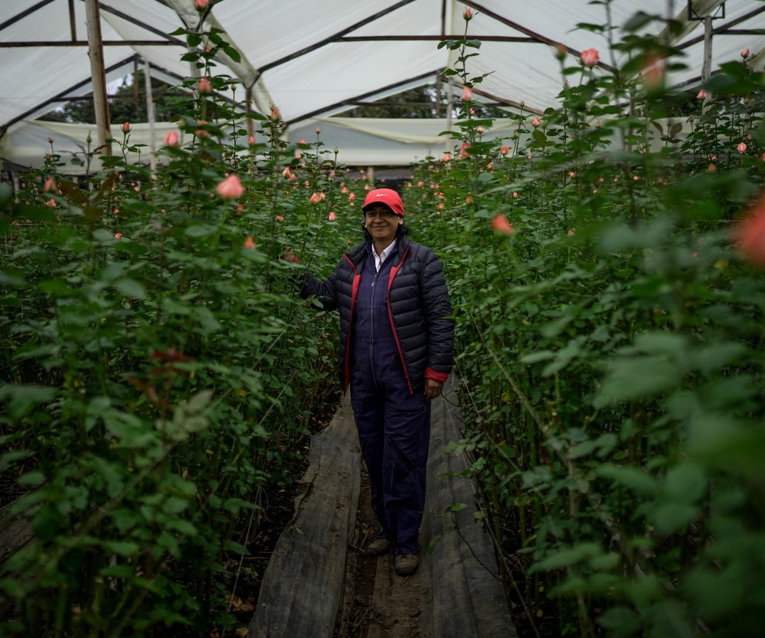 Exportaciones de flores se salvaron de arancel por tensiones diplomáticas