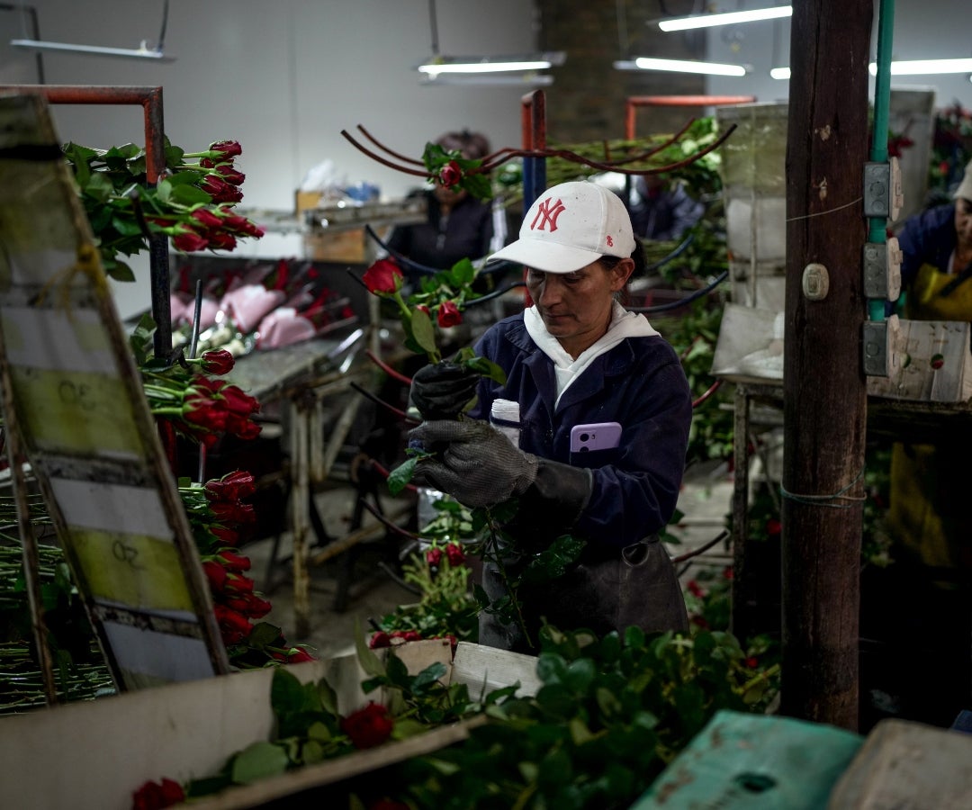 Exportaciones de flores se salvaron de arancel por tensiones diplomáticas