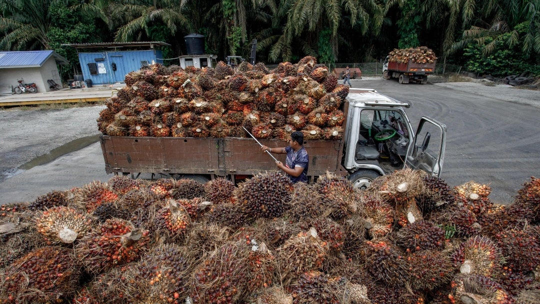 La producción de palma en Malasia sufre su mayor caída en nueve años debido a que las lluvias afectan los cultivos