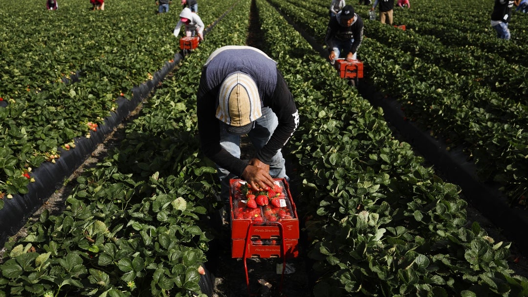 EE.UU. otorga a sudafricanos permisos temporales récord para trabajadores agrícolas