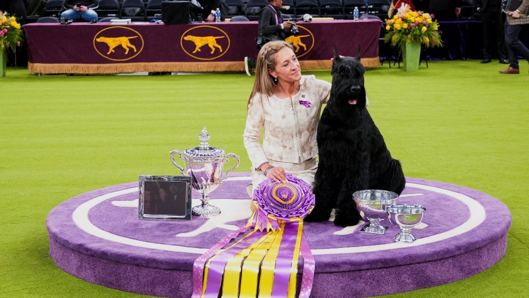 149º Westminster Kennel Club Dog Show