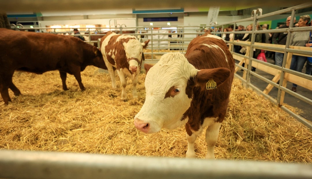 Conozca el avance tecnológico que está trayendo innovación a fincas para bovinos | Agronegocios.co