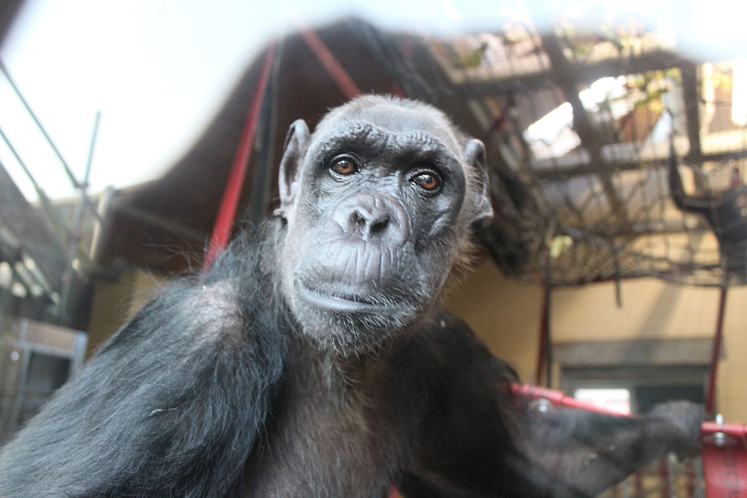 Chimpancé con discapacidad