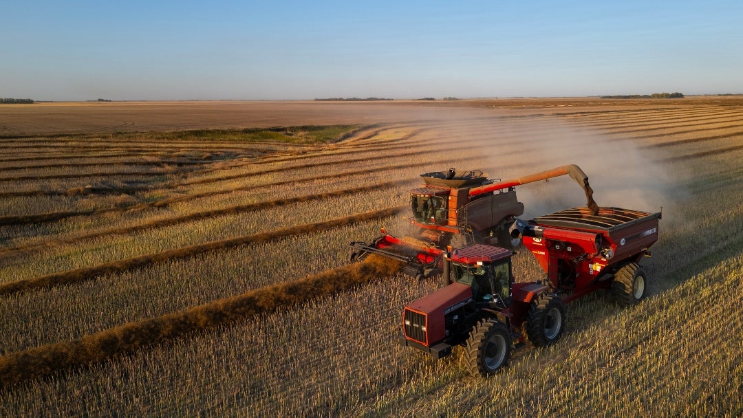 Canola