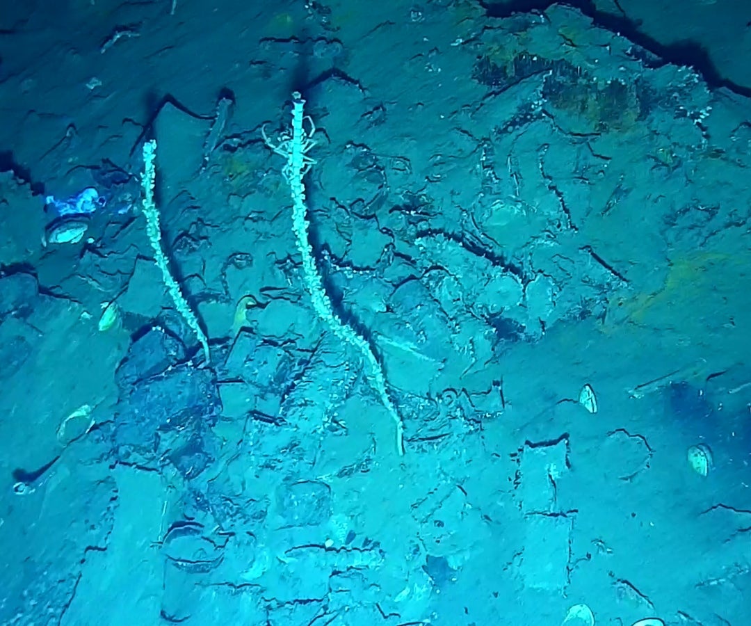 Especies marinas encontradas