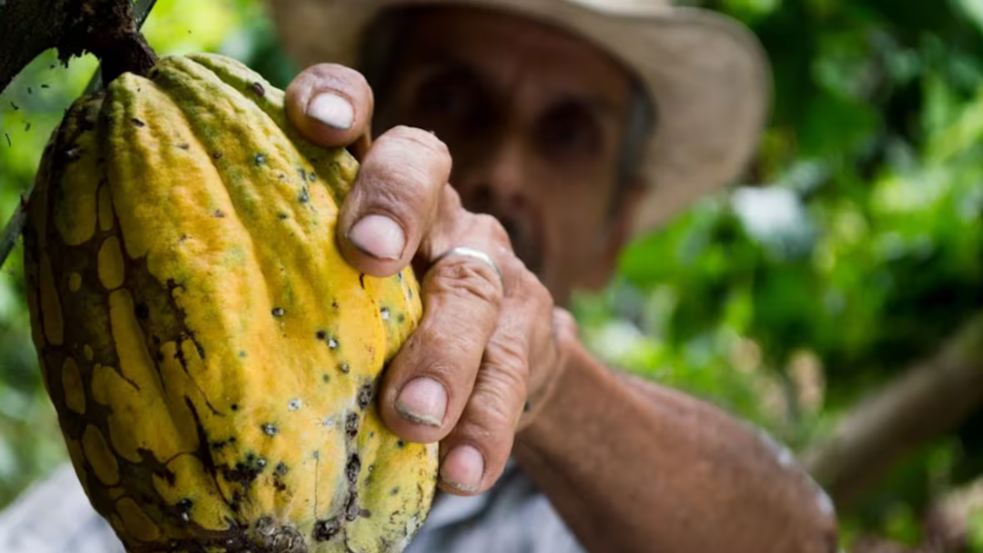 Cacao