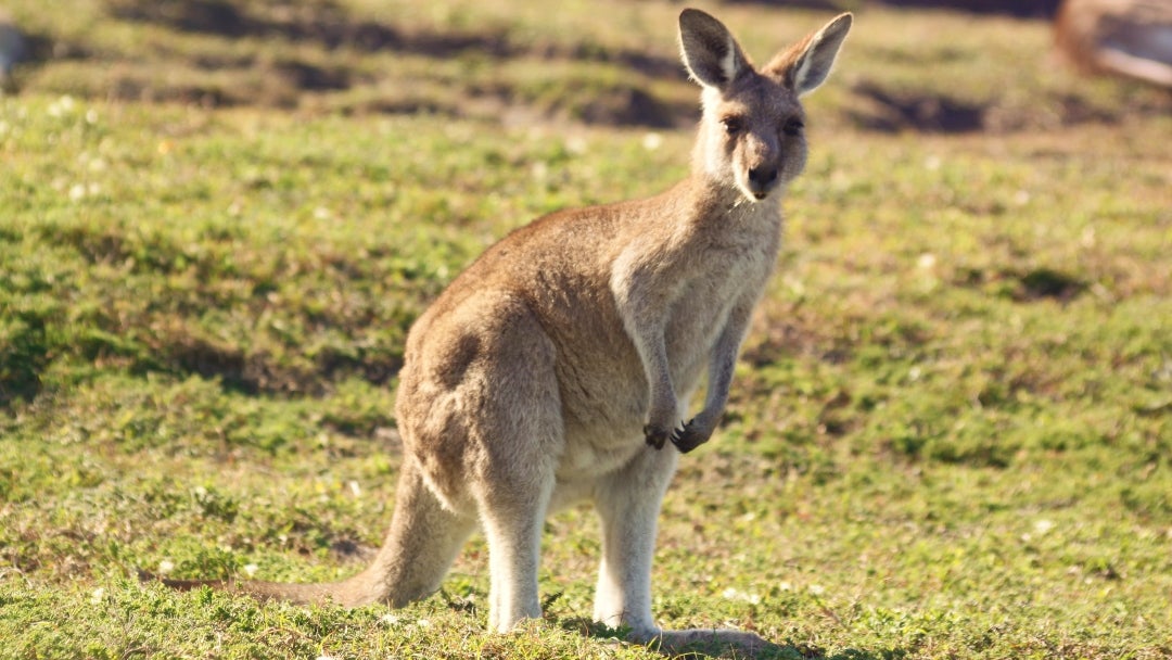 Canguro