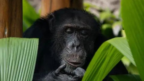 El último chimpancé en cautiverio en Colombia viaja al Santuario Sorocaba en Brasil