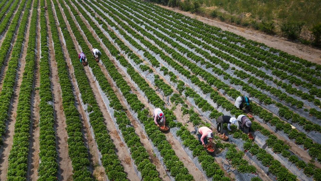 Campos agrícolas