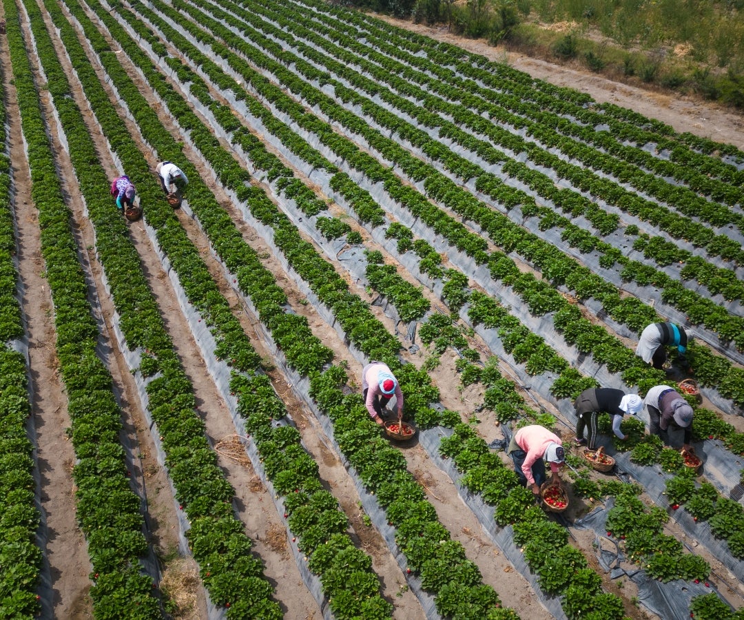 Campos agrícolas