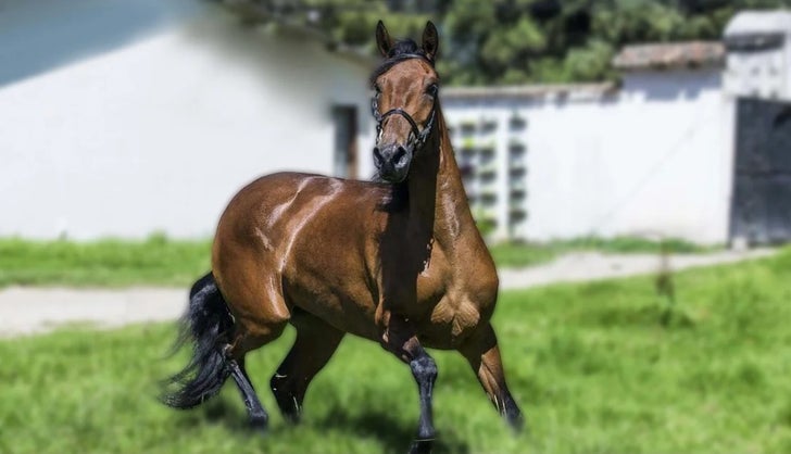 Caballo Criollo Colombiano