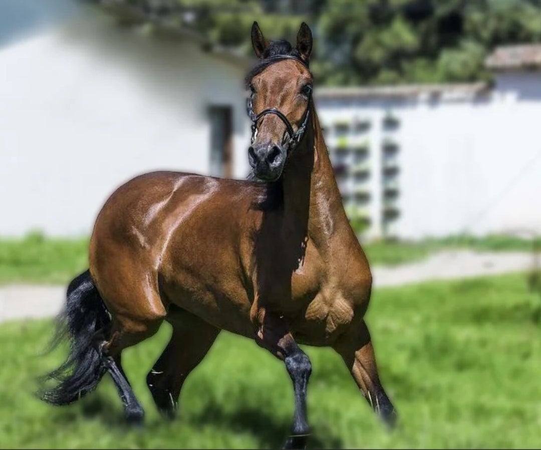 Caballo Criollo Colombiano