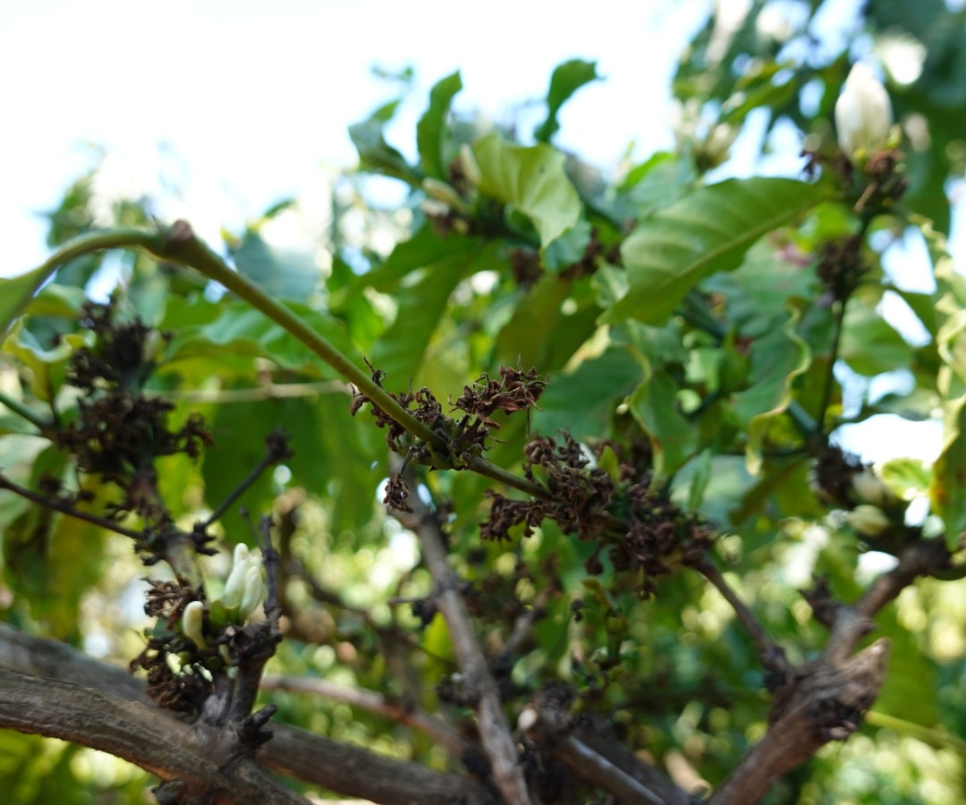 Detalle del grano de café en una plantación asiática