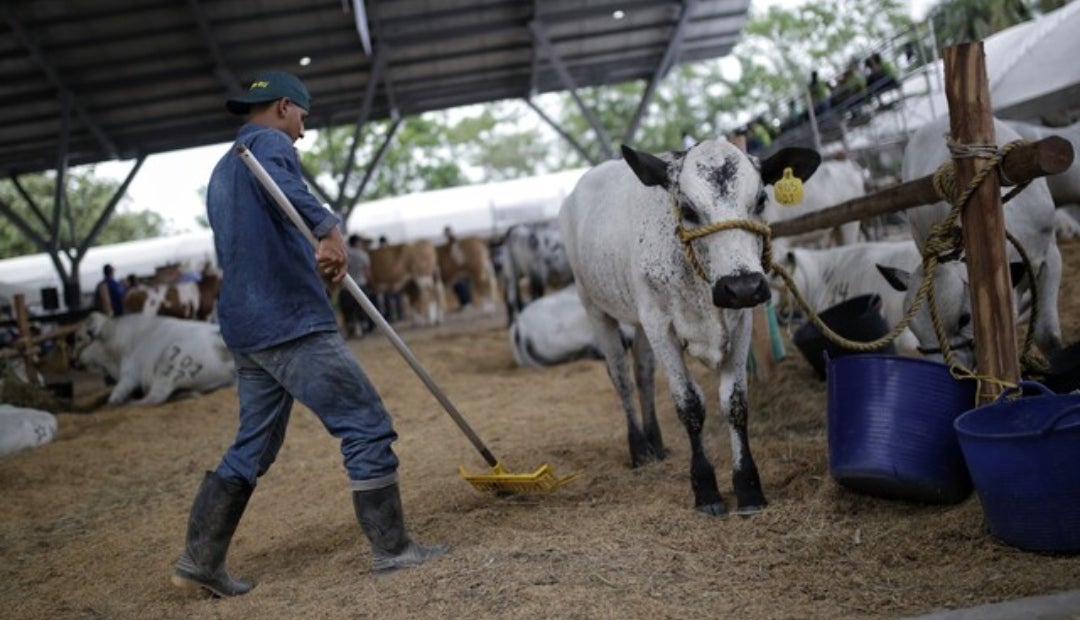 Ferias ganaderas