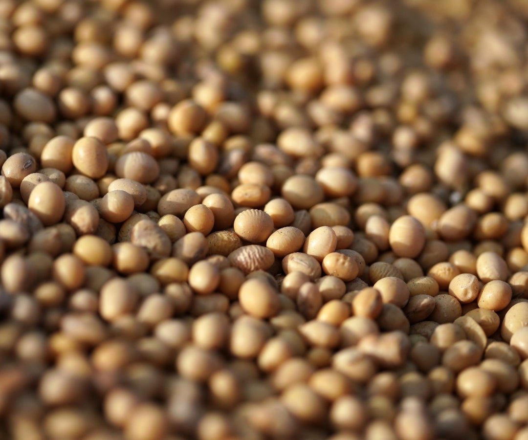 Anec eleva previsiones de exportación de maíz, soja y salvado de Brasil en noviembre