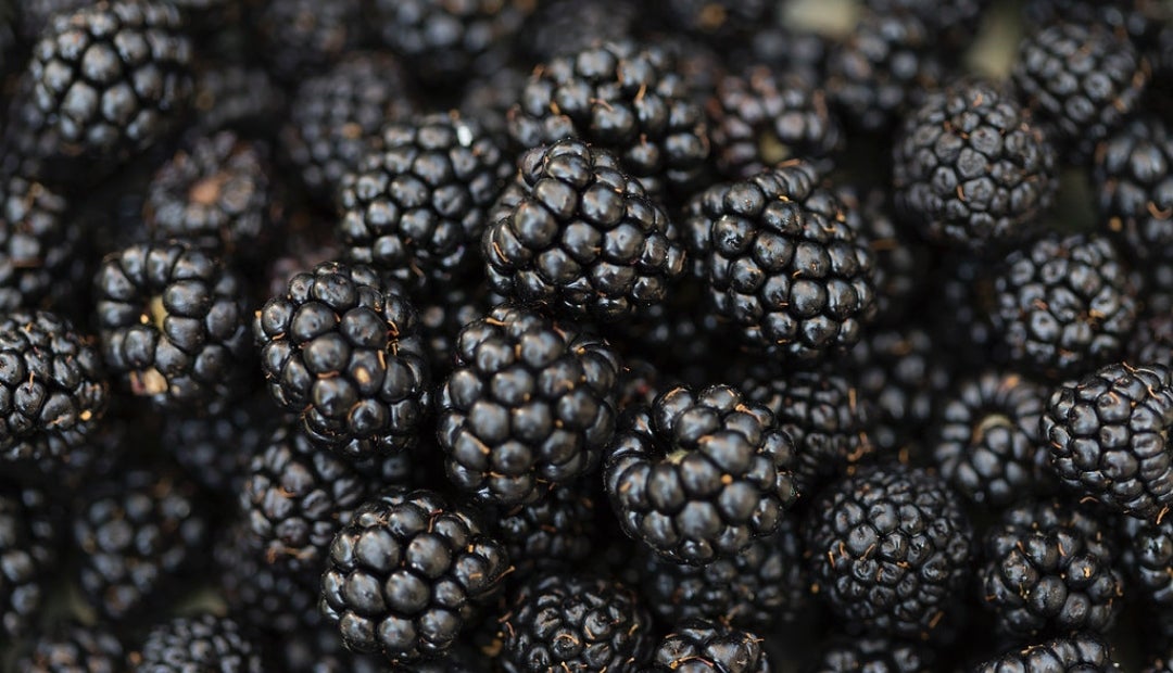 Estos son los numerosos beneficios de la mora que usted debería tener