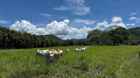 Ganadería