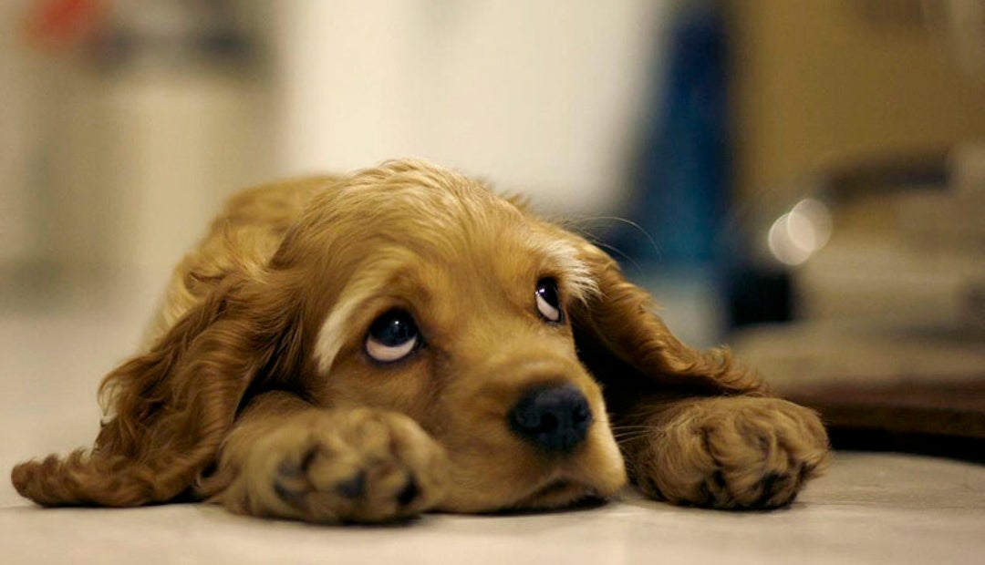 La mejor manera de acompañar a su mascota en el duelo es brindando soporte emocional, sin hacerle sentir obligado o presionado