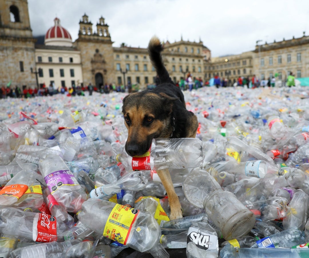 Protesta recicladores Plaza de Bolívar