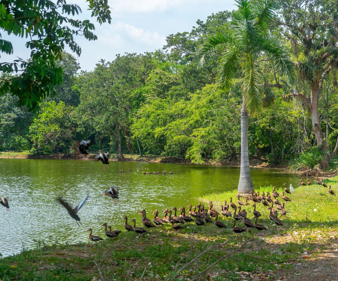 La fauna del humedal se ha incrementado.