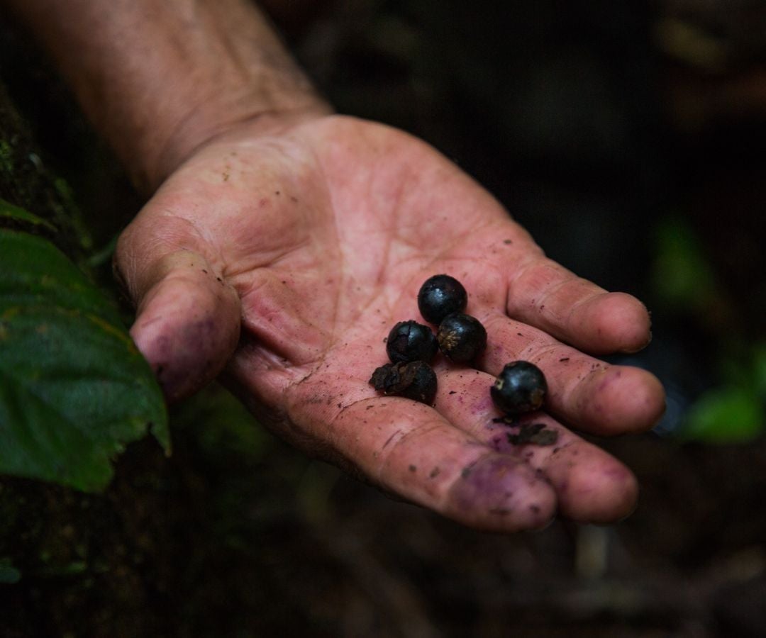 Fruto de acaí recién cosechado en el departamento del Putumayo