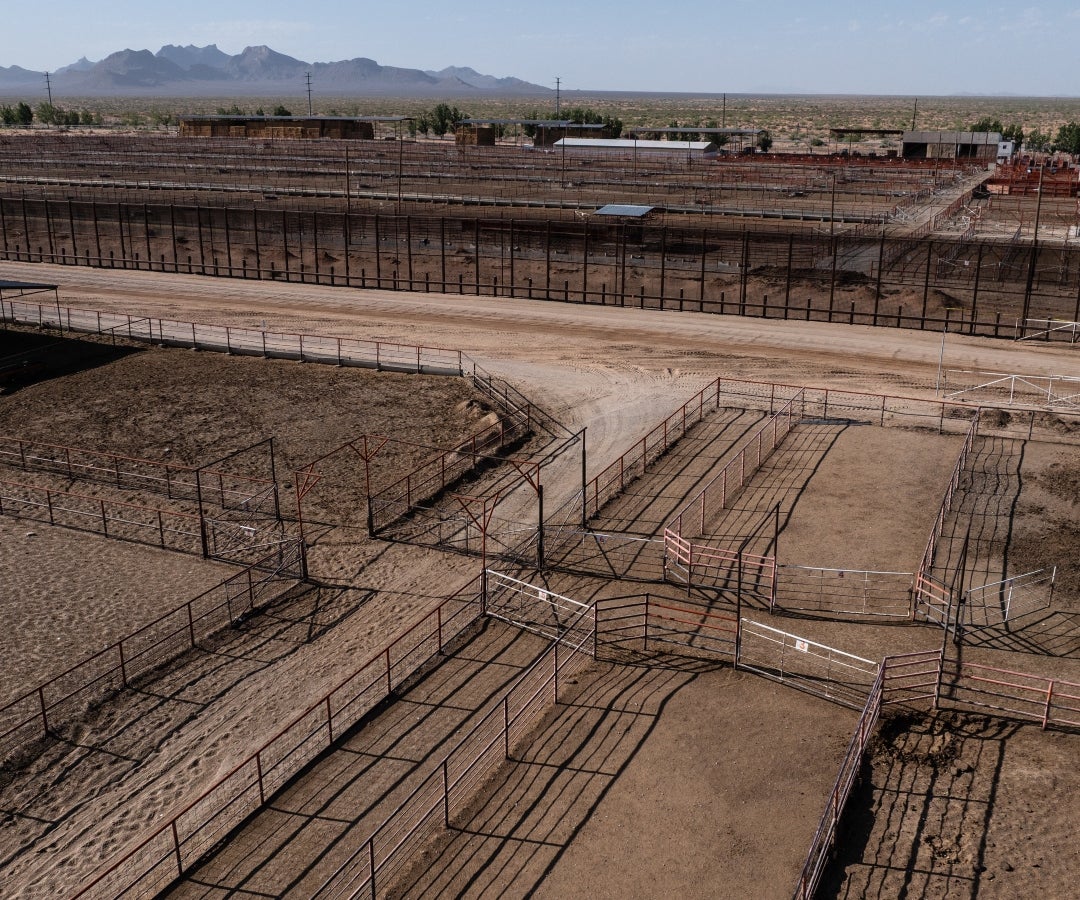 EE.UU. reanudará gradualmente importaciones de ganado mexicano tras suspensión