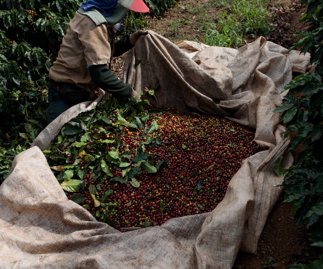 En el año corrido hasta octubre se produjeron 11.178 sacos de café verde