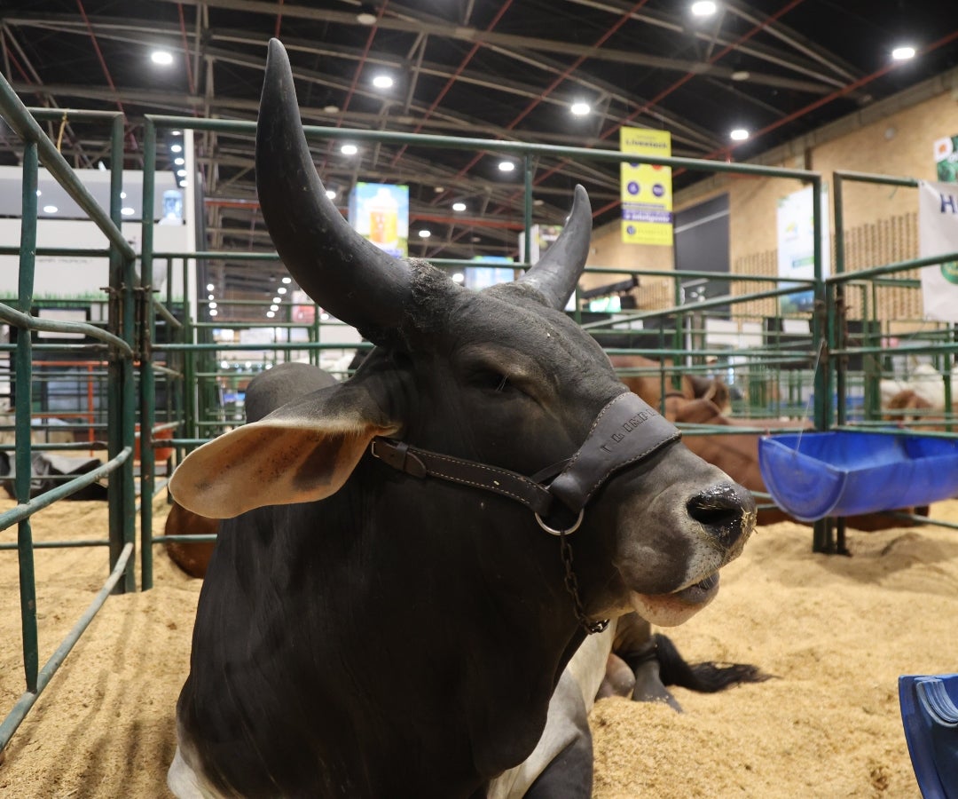 Ejemplar en Agroexpo 2025
