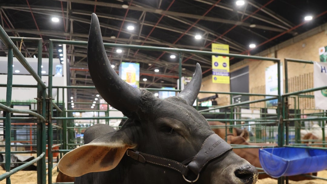 Ejemplar en Agroexpo 2025
