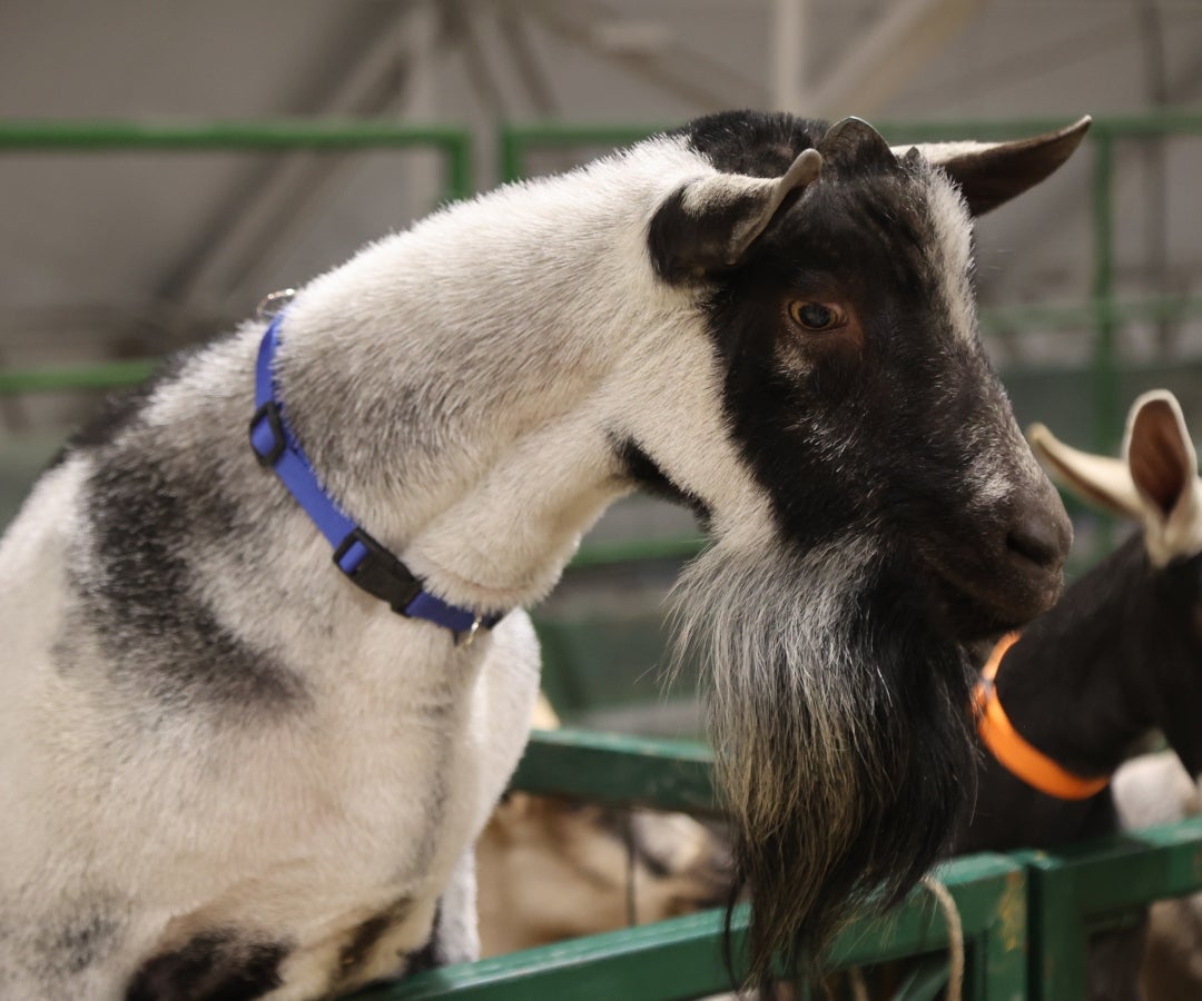 Asoovinos presenta 256 animales de razas puras tanto lanares como de pelo en Agroexpo 2025