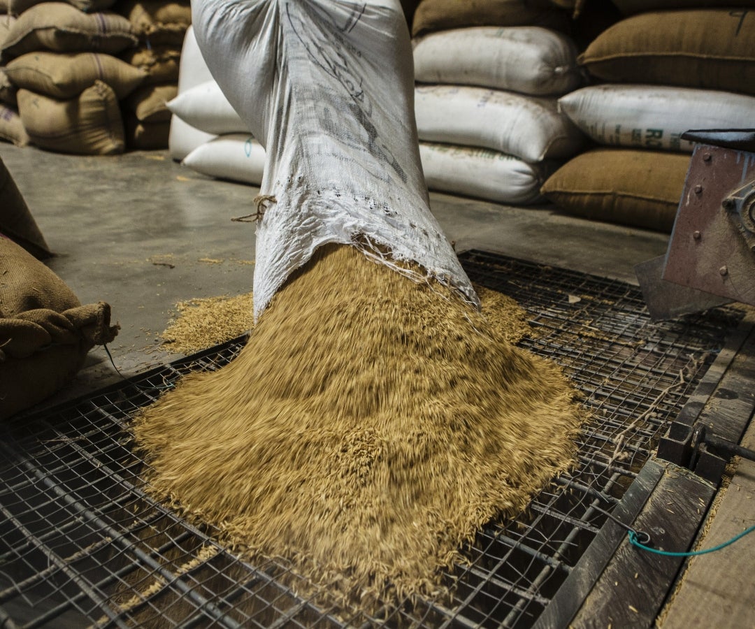 Las reservas de arroz del gobierno de India ascendieron a casi 38 millones de toneladas el mes pasado