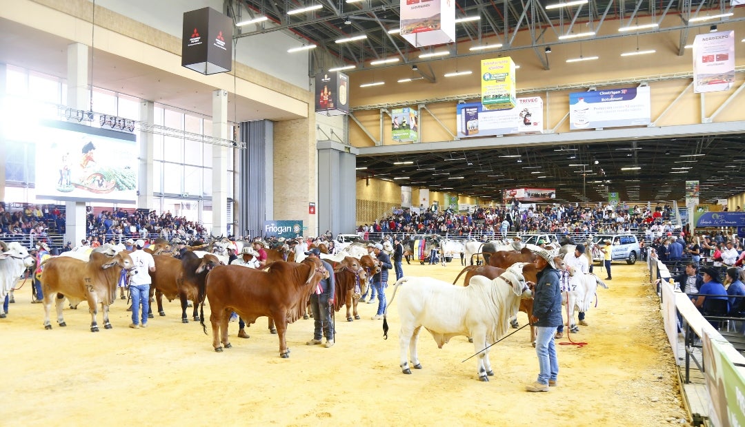 Ganado en Agroexpo Ganado en Agroexpo