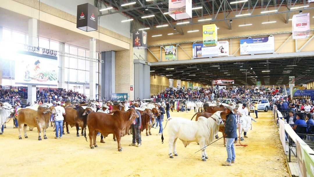 Ganado en Agroexpo
