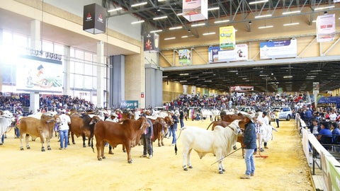 Ganado en Agroexpo