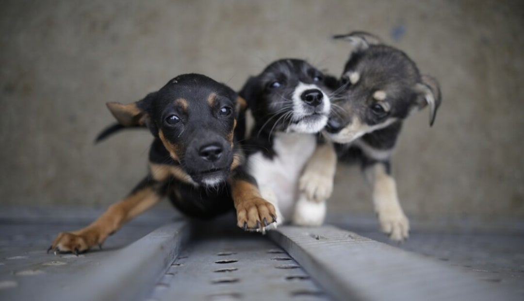 De acuerdo con Infobae para 2020 25% de los hogares que tienen al menos un perro o gato De acuerdo con Infobae para 2020 25% de los hogares que tienen al menos un perro o gato