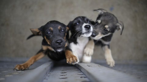 De acuerdo con Infobae para 2020 25% de los hogares que tienen al menos un perro o gato