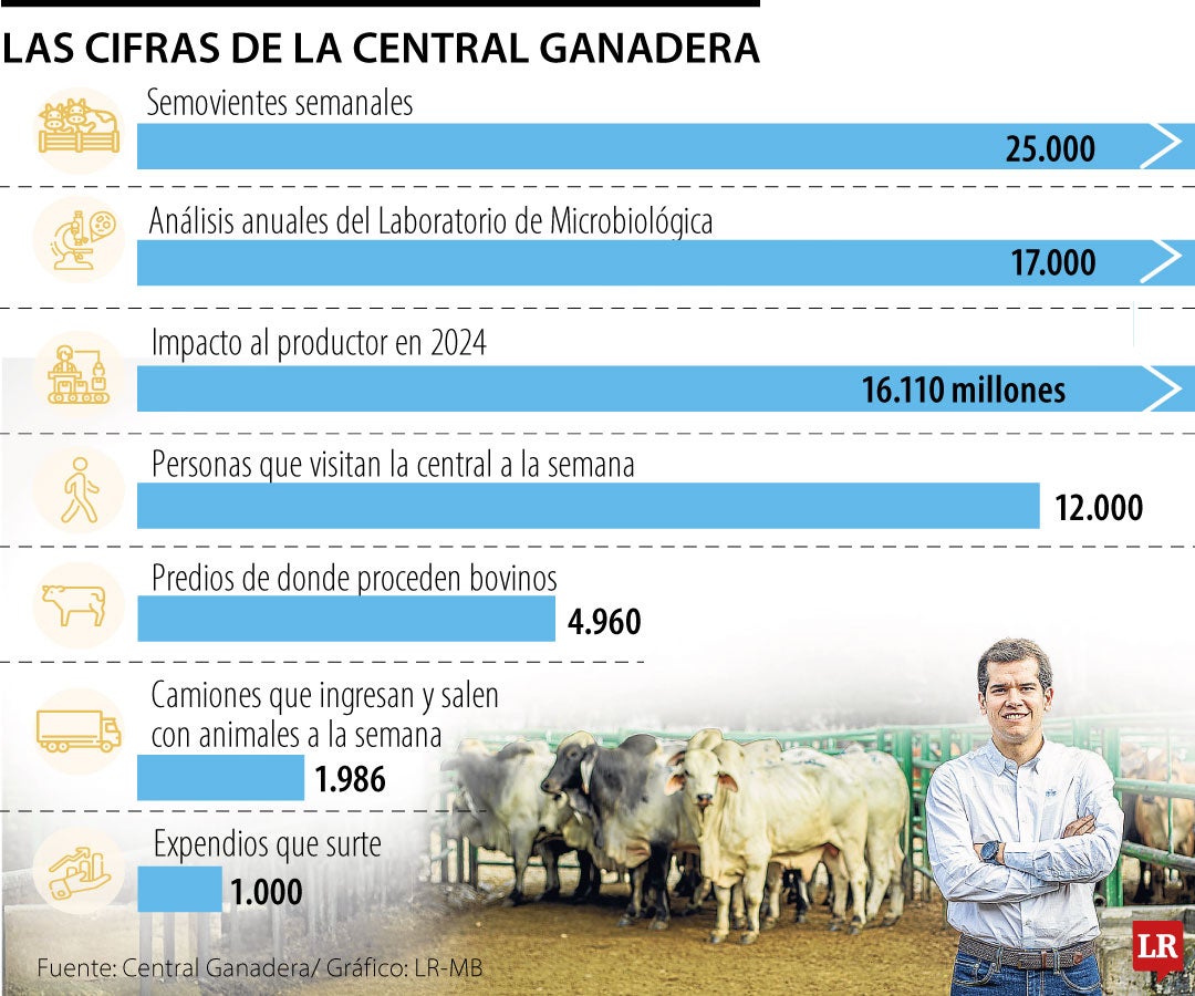 25.000 semovientes ingresan a la central ganadera por semana para beneficio o para ser comercializados en subasta.
