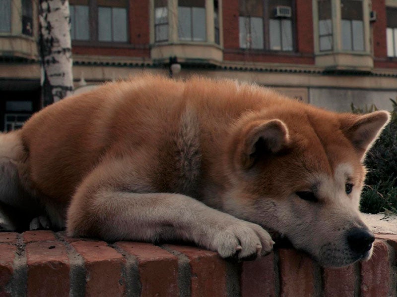 Hachiko de Siempre a tu lado