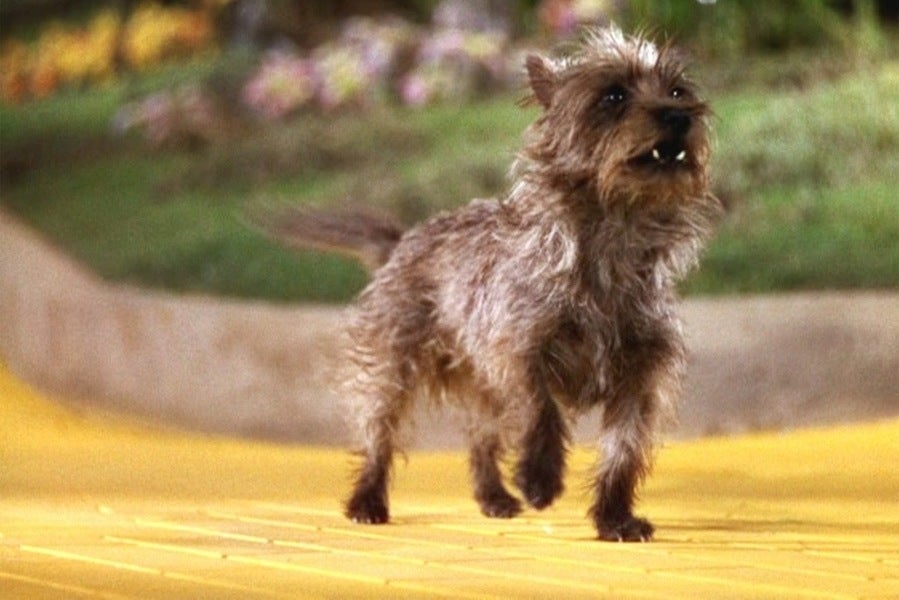 Toto, en El Mago de Oz