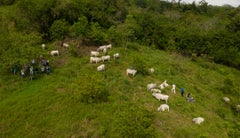Ganadería regenerativa