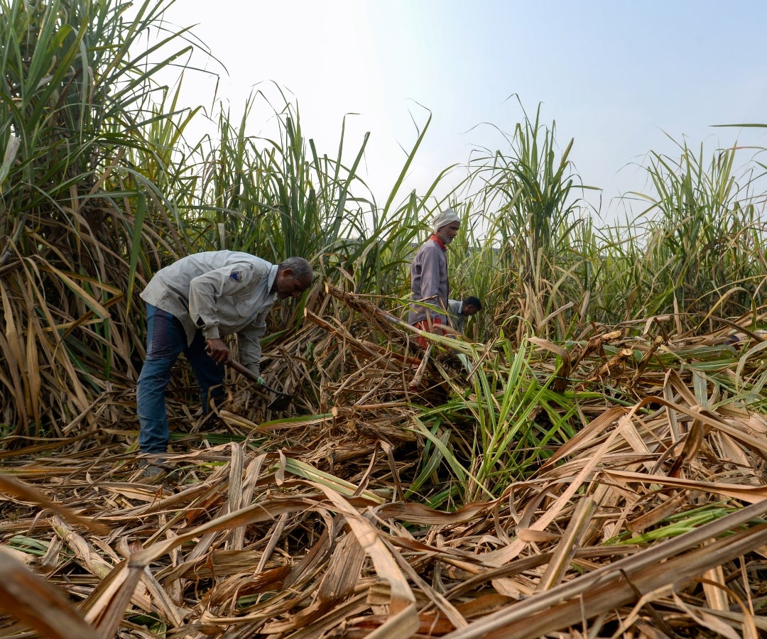 Se prevé que la producción de caña en la importante región Centro-Sur de Brasil aumente a 620 millones de toneladas en la temporada 2026-27