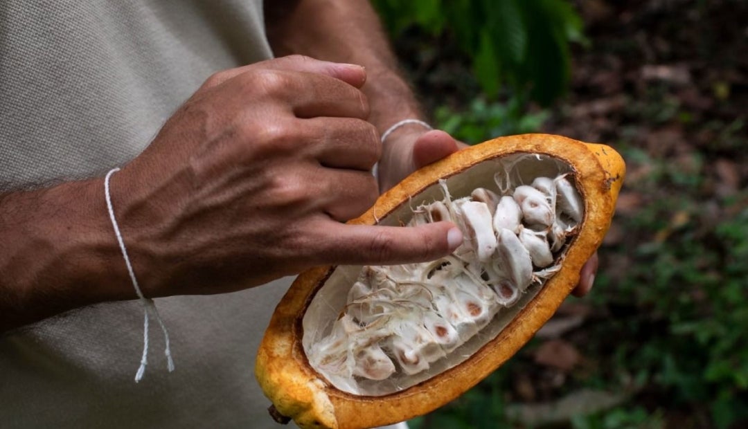 Cacao Cacao