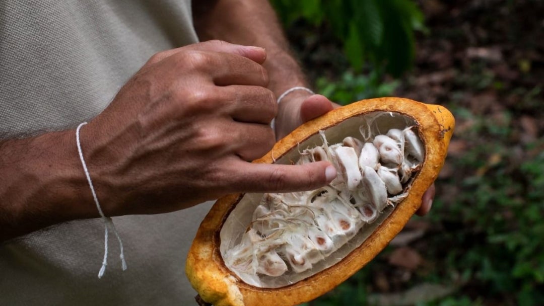 Cacao