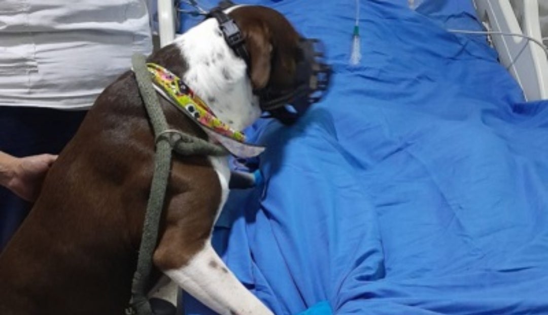 Para acceder al programa es necesario tener al día todas las vacunas de la mascota Para acceder al programa es necesario tener al día todas las vacunas de la mascota