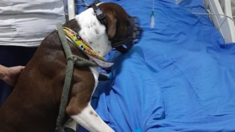Para acceder al programa es necesario tener al día todas las vacunas de la mascota