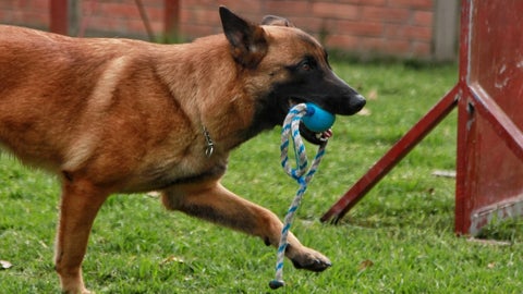 El 60% de los colombianos tienen perros como mascotas, de acuerdo con las cifras del Dane para 2024