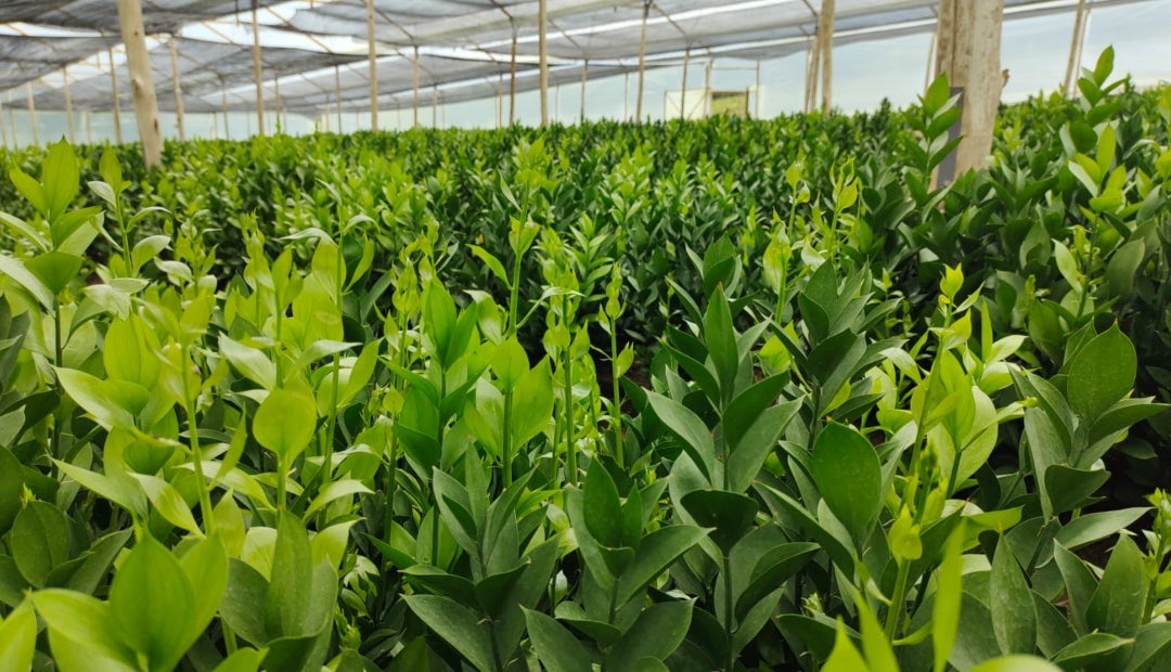 Para diciembre de 2022, en Colombia había cerca de 10.000 hectáreas de flores y follaje Para diciembre de 2022, en Colombia había cerca de 10.000 hectáreas de flores y follaje