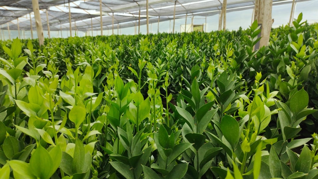 Para diciembre de 2022, en Colombia había cerca de 10.000 hectáreas de flores y follaje