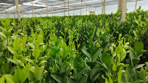 Para diciembre de 2022, en Colombia había cerca de 10.000 hectáreas de flores y follaje